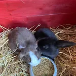 Tischneck - Traumferienhaeuser Im Schwarzwald - Riva & Limone Hardt (Baden-Wurttemberg)