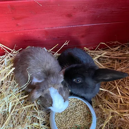 Tischneck - Traumferienhaeuser Im Schwarzwald - Riva & Limone Hardt (Baden-Wurttemberg)