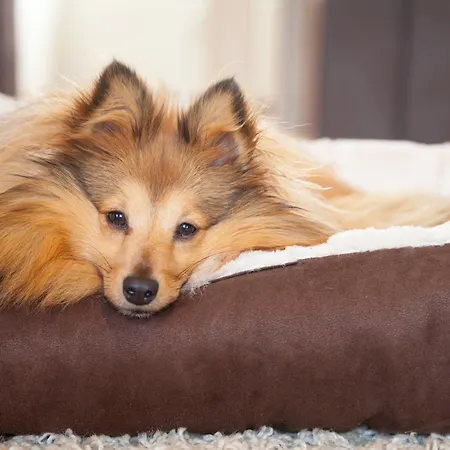Tischneck - Traumferienhaeuser Im Schwarzwald - Riva & Limone