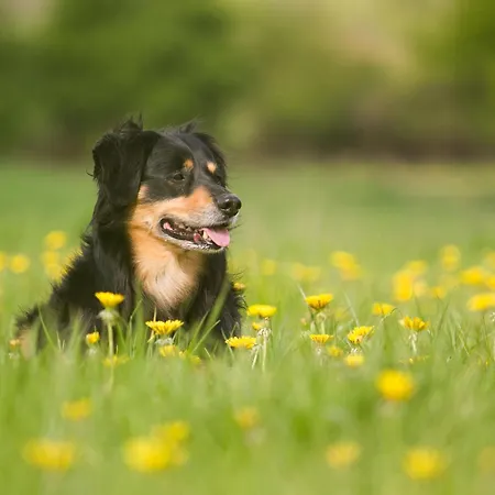 Casa de Férias Tischneck - Traumferienhaeuser Im Schwarzwald - Riva & Limone *